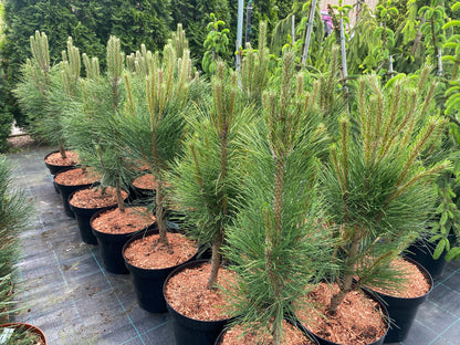 Pušis juodoji (Pinus nigra) 'Green Rocket'