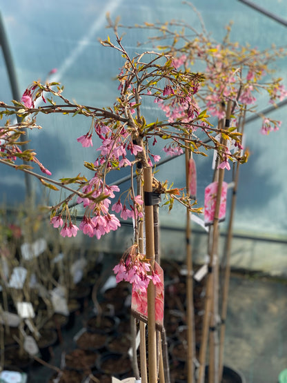 Vyšnia pavasarinė (Prunus subhirtella) 'Pendula Rubra'