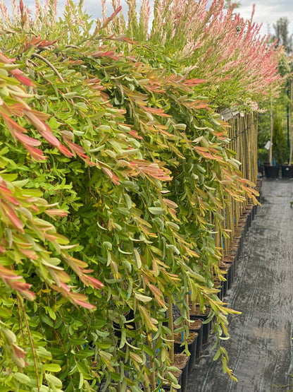 Gluosnis sveikalapis (Salix integra) 'Pendula'