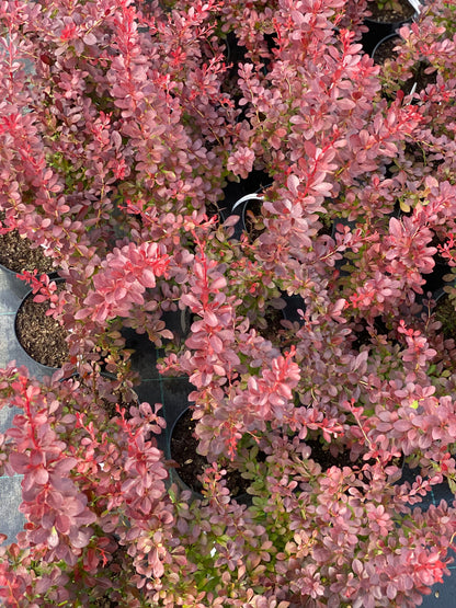 Raugerškis tunbergo (Berberis thunbergii) 'Atropurpurea Nana'