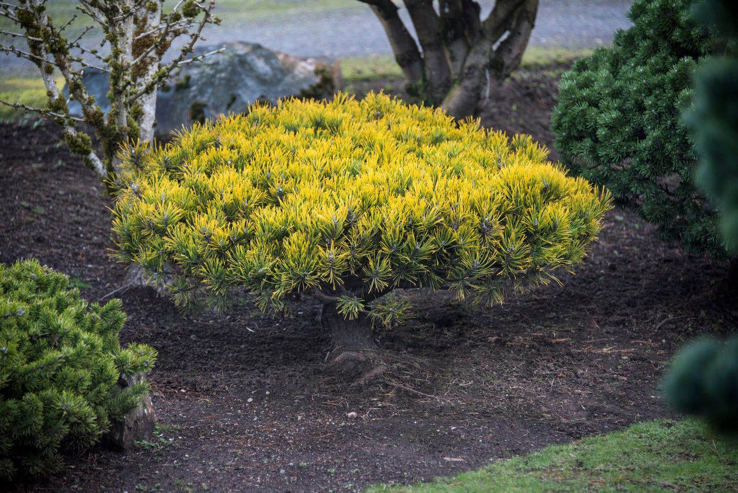 Pušis kalninė (Pinus mugo) 'Golden Glow'