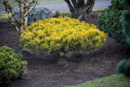 Pušis kalninė (Pinus mugo) 'Golden Glow'