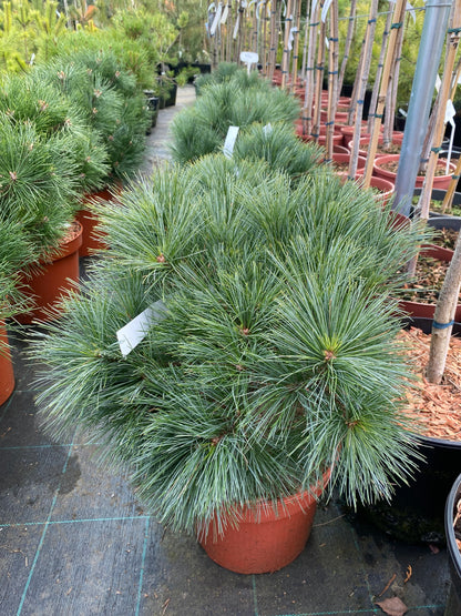 Pušis veimutinė (Pinus strobus) 'Greg'
