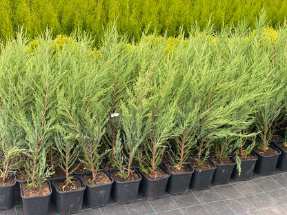 Kadagys uolinis (Juniperus scopulorum) 'Blue Arrow'