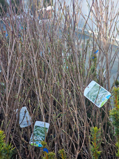 Sedula japoninė kininis porūšis (Cornus kousa var.chinensis)