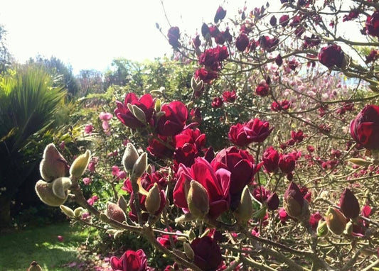 Magnolija sulanžo (Magnolia soulangeana) 'Genie'