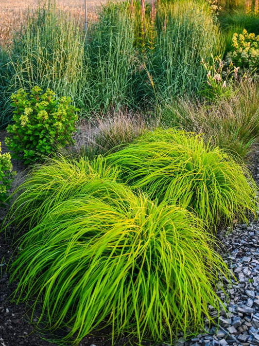 Soruolė pašiaušėlinė (Pennisetum alopecuroides) 'Sol'