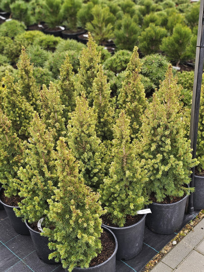 Eglė baltoji (Picea glauca) 'Conica'