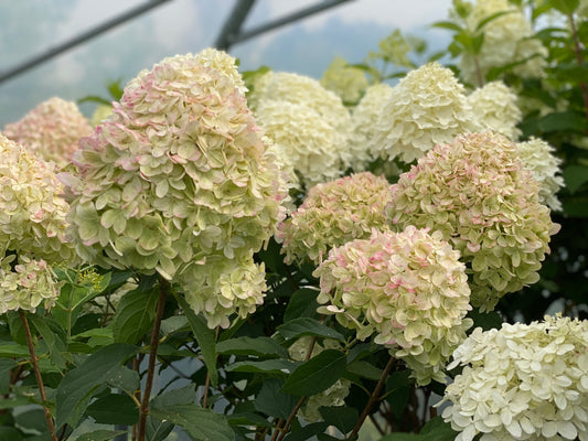 Stiebinė hortenzija šluotelinė (Hydrangea paniculata) Living 'Cotton Cream' Pa