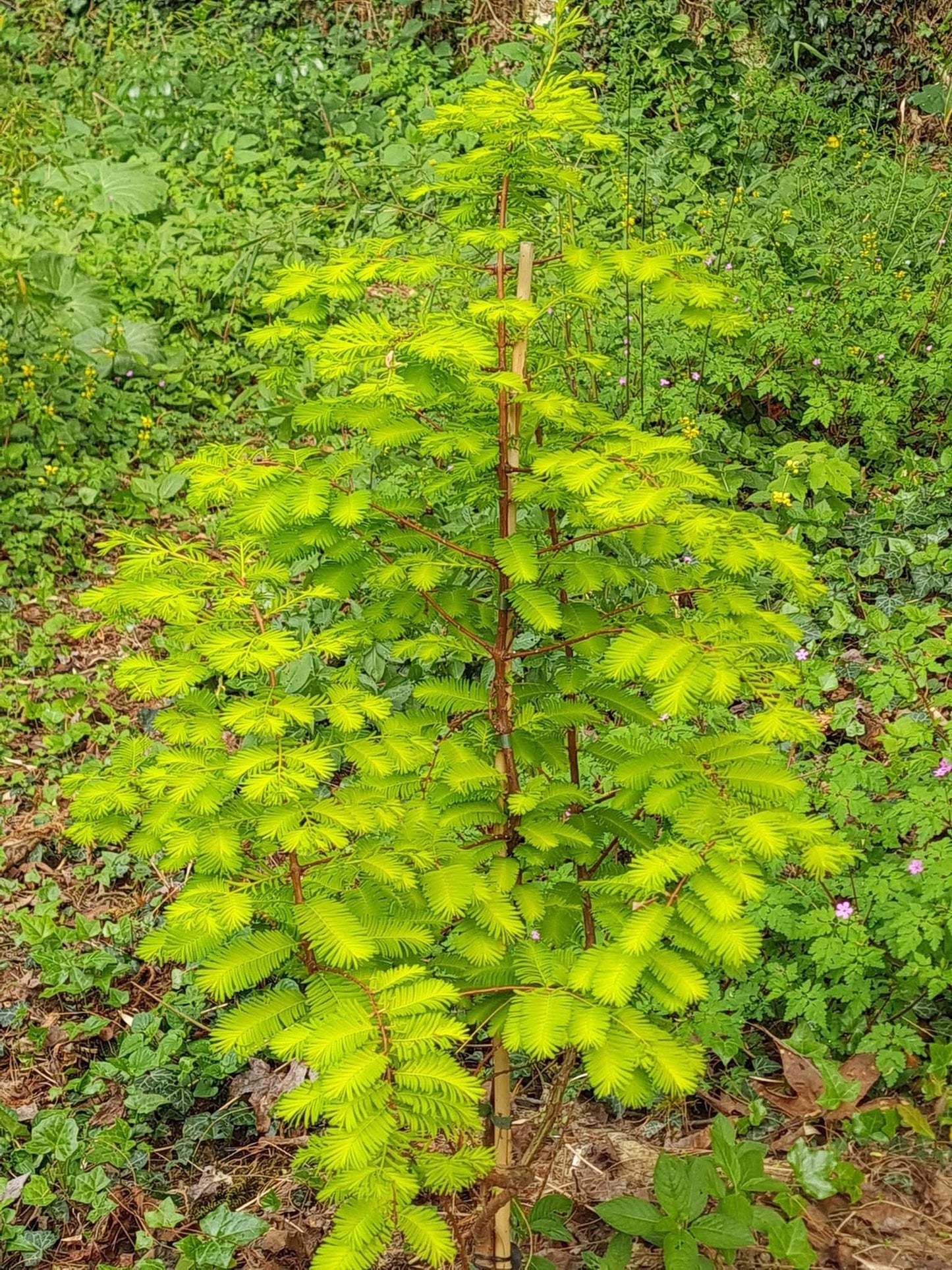 Metasekvoja tikroji (Metasequoia glyptostroboides) 'Goldrush'