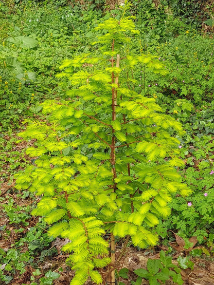 Metasekvoja tikroji (Metasequoia glyptostroboides) 'Goldrush'