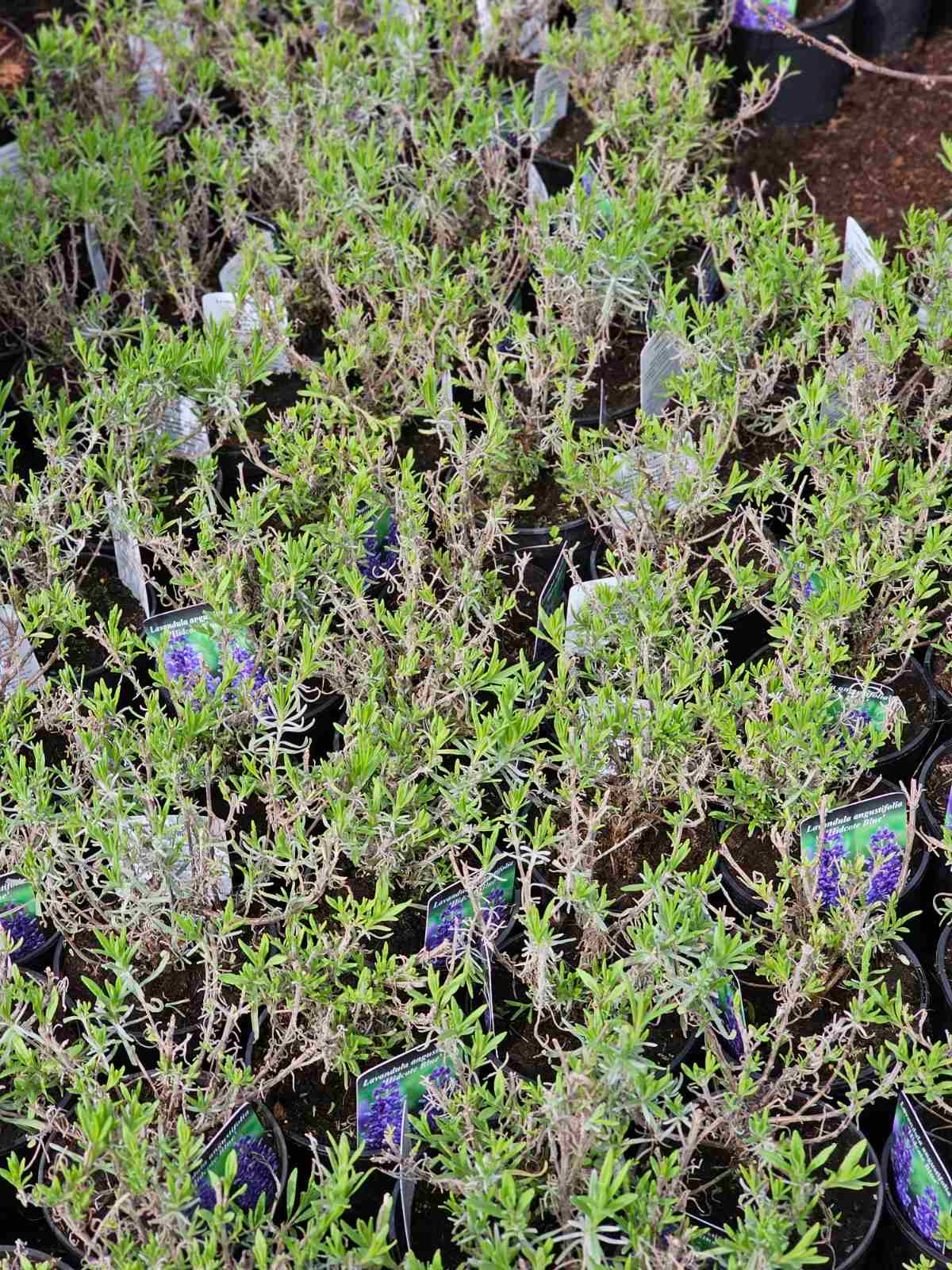 Levanda tikroji (Lavandula angustifolia) 'Hidcote Blue'