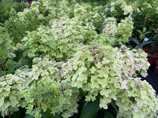 Hortenzija šluotelinė (Hydrangea paniculata) 'Metallica'
