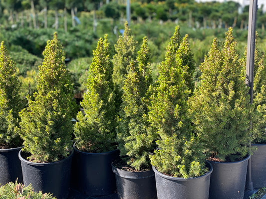 Eglė baltoji (Picea glauca) 'Conica'