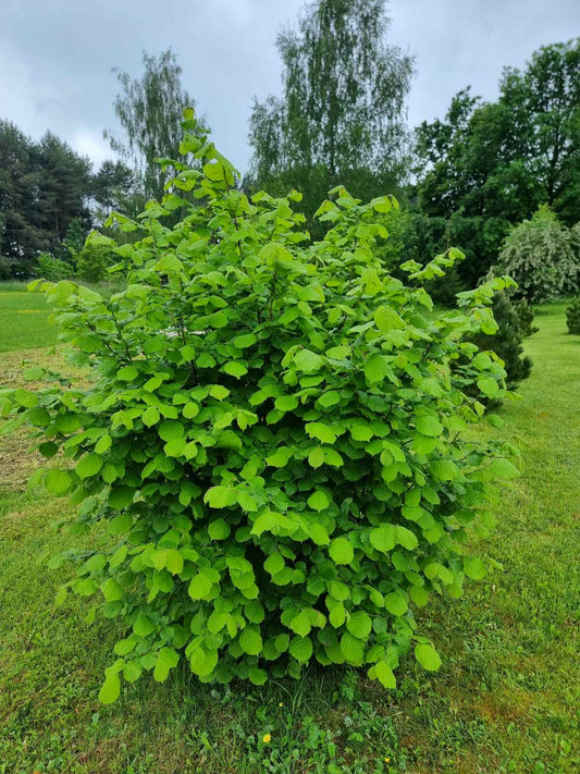 Lazdynas paprastasis (Corylus avellana) 'Katalonski'
