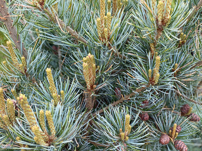Pušis smulkiažiedė (Pinus parviflora) 'Negishi'