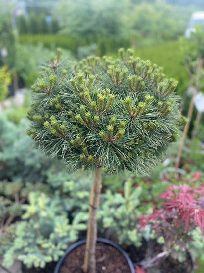 Pušis juodoji (Pinus nigra) 'Marie Bregeon' Pa