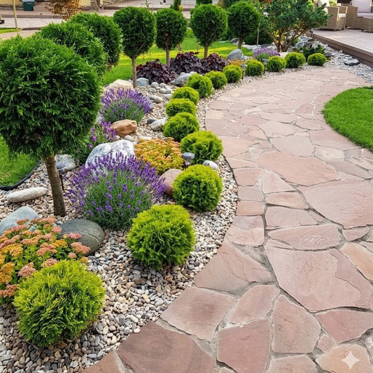 Tuja vakarinė (Thuja occidentalis) 'Mirjam'