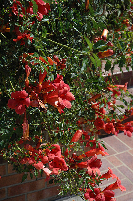 Ląstūnė stambiažiedė (Campsis radicans) ‘Flamenco'
