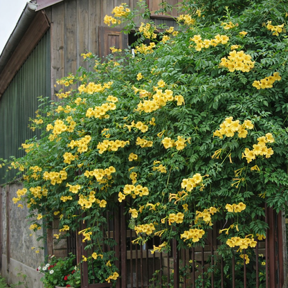 Ląstūnė stambiažiedė (Campsis radicans) ‘Flava‘