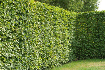 Skroblas paprastasis (Carpinus betulus)