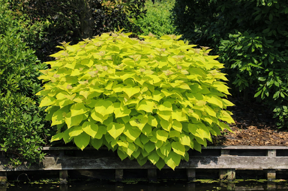 Katalpa paprastoji (Catalpa bignonioides) 'Aurea'