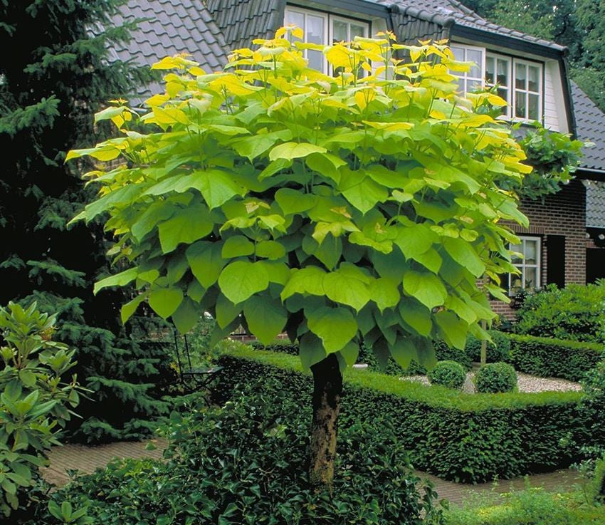 Katalpa paprastoji (Catalpa bignonioides) 'Aurea'