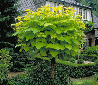 Katalpa paprastoji (Catalpa bignonioides) 'Aurea'