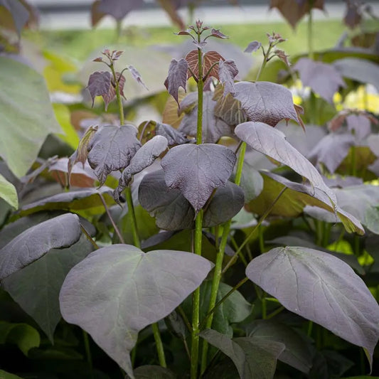 Katalpa rausvoji (Catalpa erubescens) 'Purpurea'