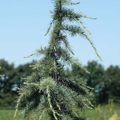 Kedras himalajinis (Cedrus deodara) 'Karl Fuchs'
