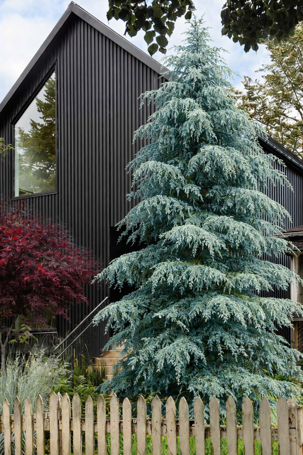 Kedras himalajinis (Cedrus deodara) 'Karl Fuchs'