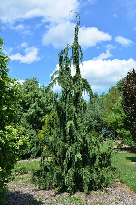 Puskiparisis nutkinis (Chamaecyparis notkanensis) 'Jubilee'
