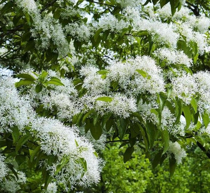 Sniegmedis (Chionanthus retusus)