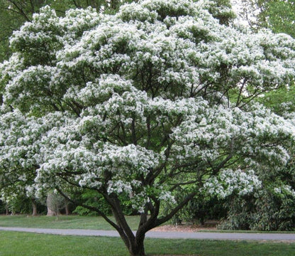 Sniegmedis (Chionanthus retusus)