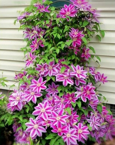 Raganė (Clematis) 'Dr.Ruppel'