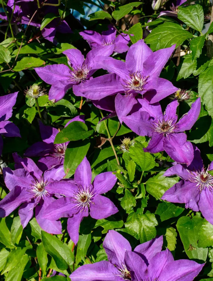 Raganė (Clematis) 'Kacper'