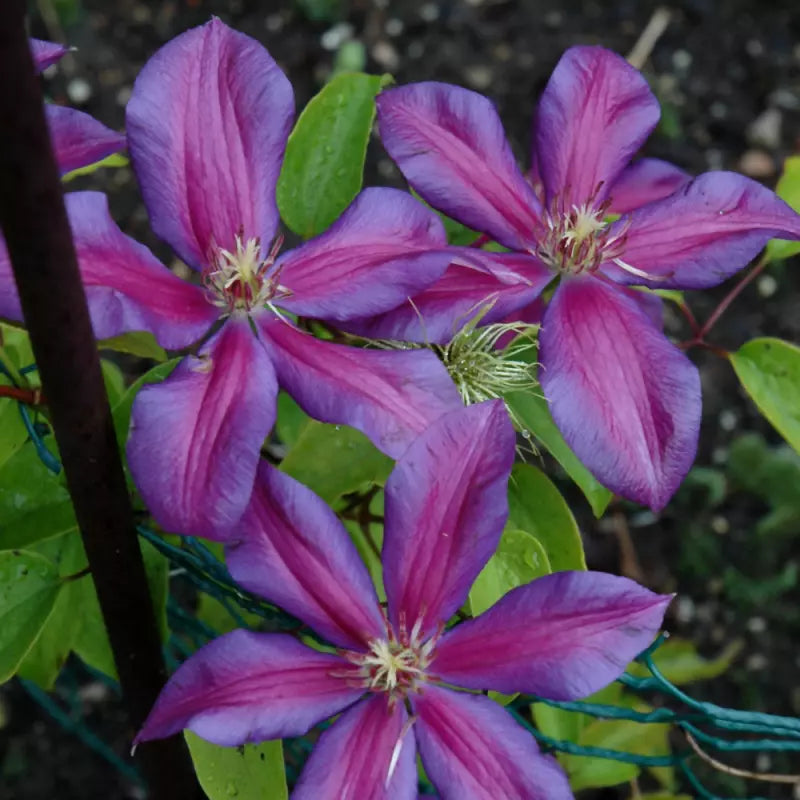 Raganė (Clematis) 'Mrs N.Thompson'