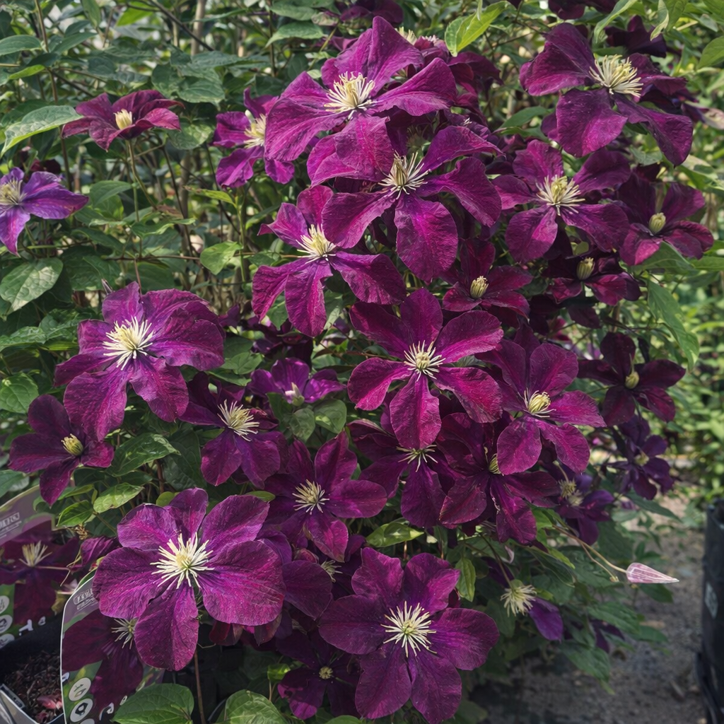 Raganė (Clematis) 'Warszawska Nike'