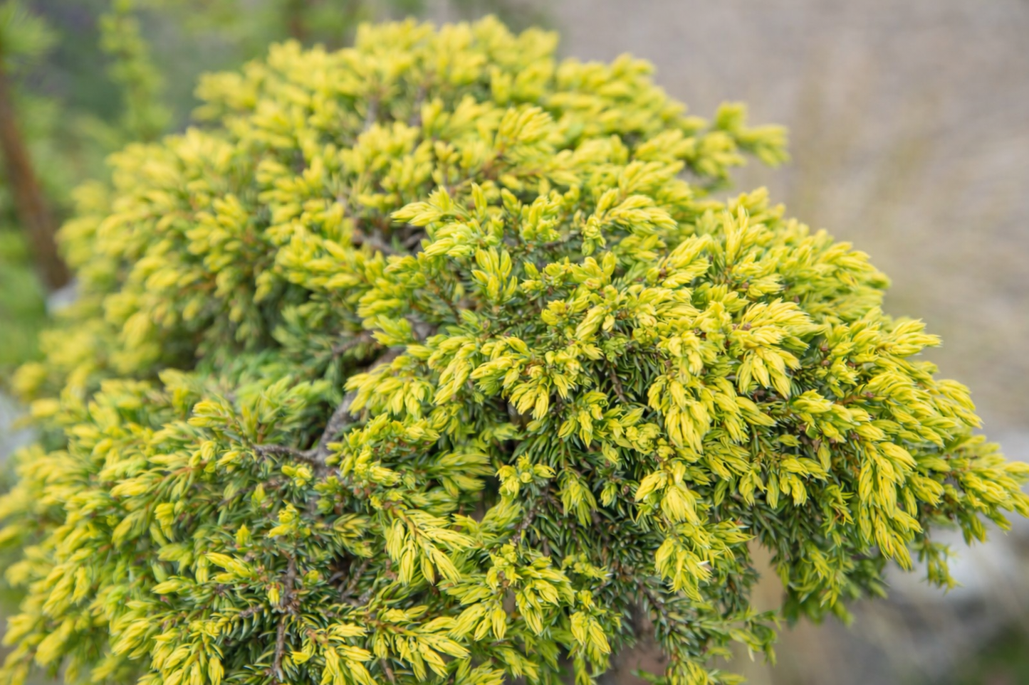 Kadagys paprastasis (Juniperus communis) 'Goldschatz' Pa
