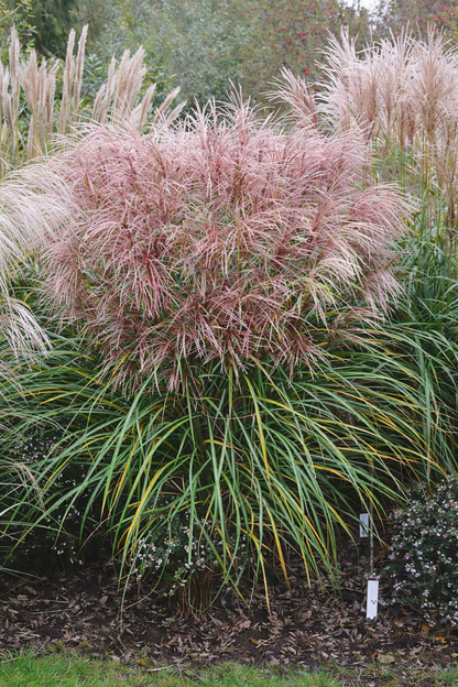 Miskantas kininis (Miscanthus sinensis) 'Polonus'