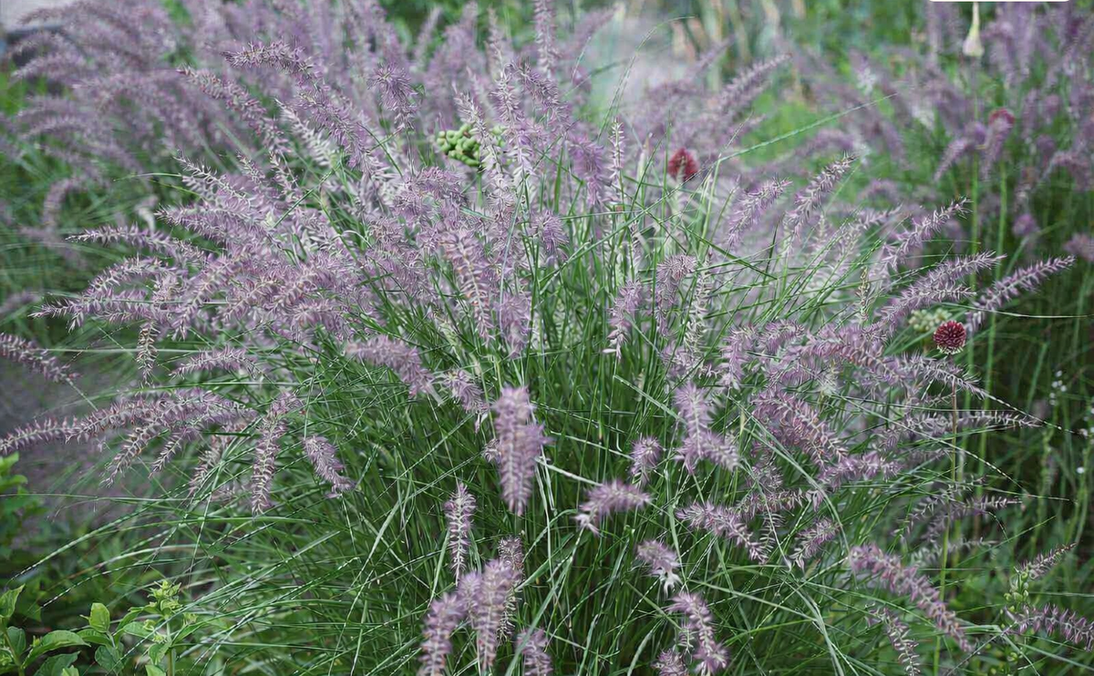 Soruolė rytinė (Pennisetum orientale) 'Robustus'