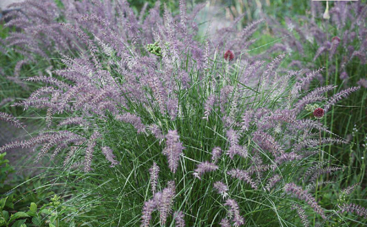 Soruolė rytinė (Pennisetum orientale) 'Robustus'