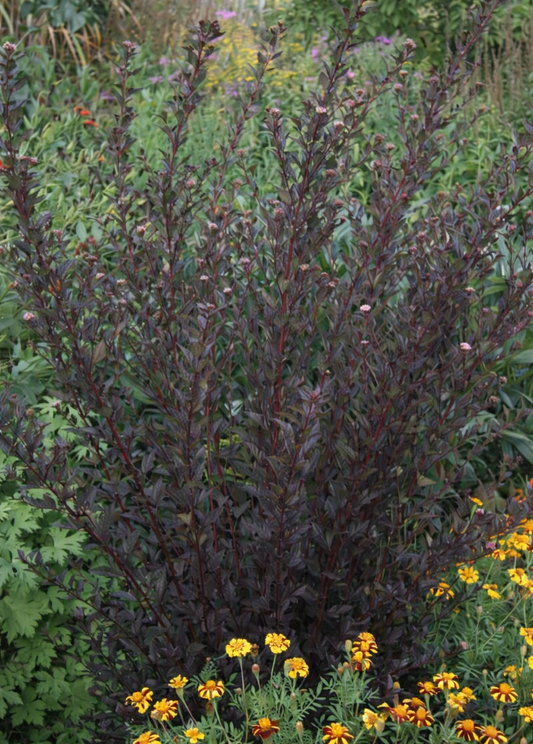 Pūslenis putinalapis (Physocarpus opulifolius) 'Little Devil'