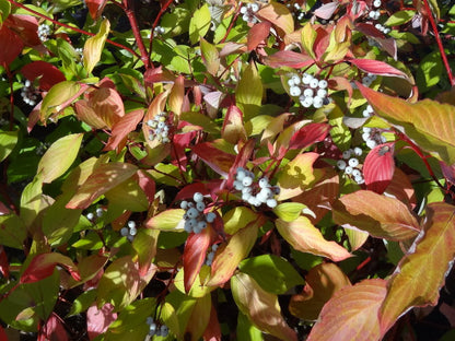 Sedula baltoji (Cornus alba) 'Aurea'
