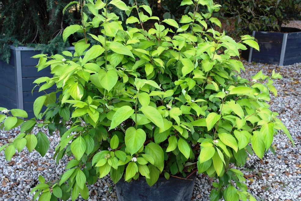 Sedula baltoji (Cornus alba) 'Aurea'