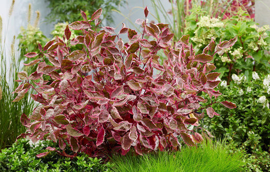 Sedula baltoji (Cornus alba) 'Miracle'