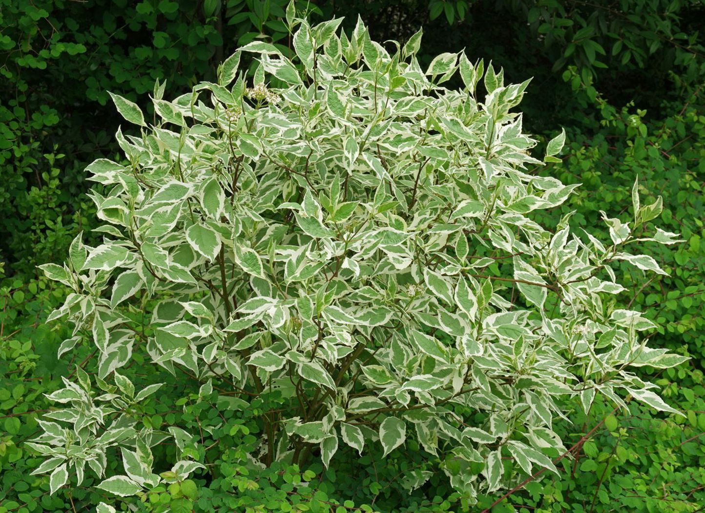 Sedula baltoji (Cornus alba) 'Sibirica Variegata' – Gitanos medeliai