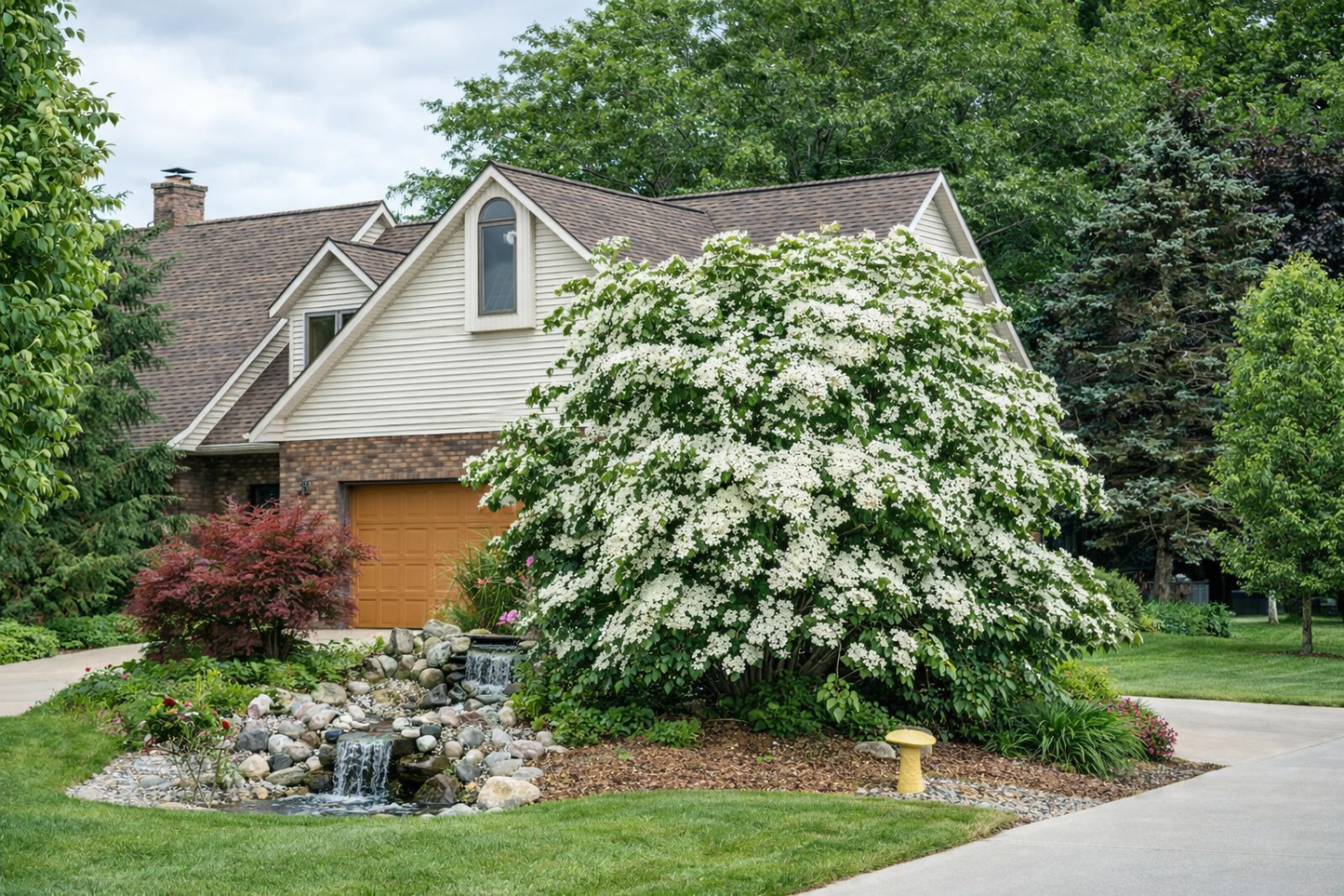 Sedula japoninė kininis porūšis (Cornus kousa var.chinensis)