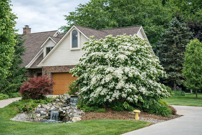 Sedula japoninė kininis porūšis (Cornus kousa var.chinensis)