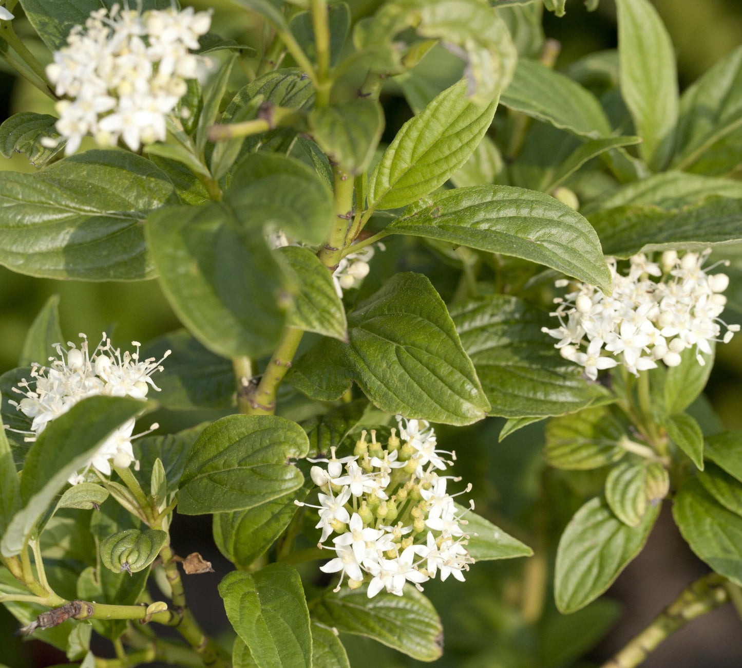 Sedula palaipinė (Cornus stolonifera) 'Flaviramea'